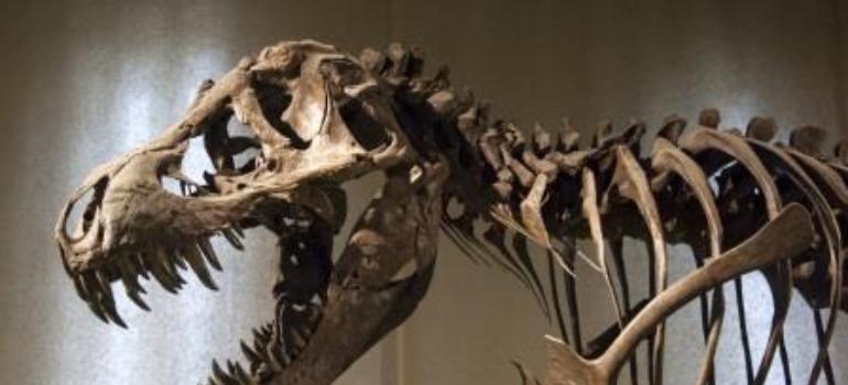 Dinozaur na ortopedii