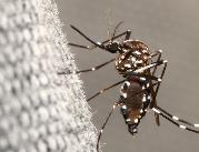 Ekspert: komary przenoszące dengę nie zostały w...