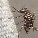 Eksperci: przez ocieplenie klimatu w Polsce może pojawić się gorączką Denga czy Zachodniego Nilu
