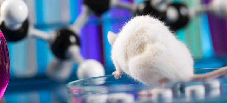 Mało znana komórka pomaga myszom widzieć kolory