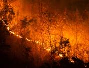 Pożary lasów zwiększyły liczbę zachorowań i zgonów...
