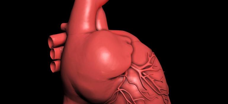 Spersonalizowany model 3D serca pomaga w zamykaniu uszka lewego przedsionka