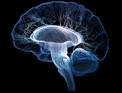 Objętość mózgu może pomóc zdiagnozować otępienie z...