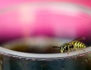 Ekspert: odczulanie na jad owadów może ratować...