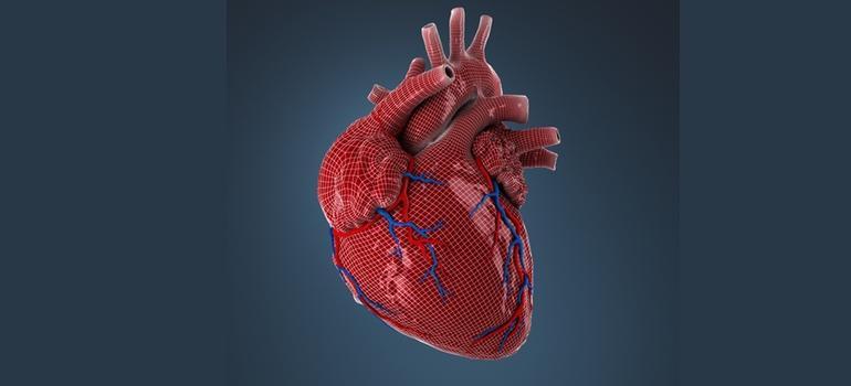 Wirtualny symulator ludzkiego serca
